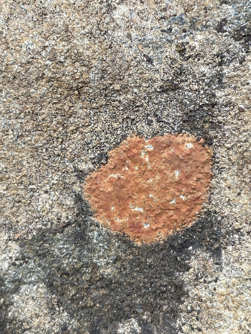Ionaspis lacustris photo 6