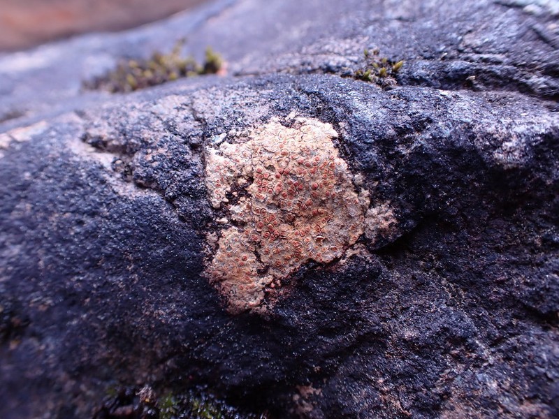 Ionaspis lacustris photo 7
