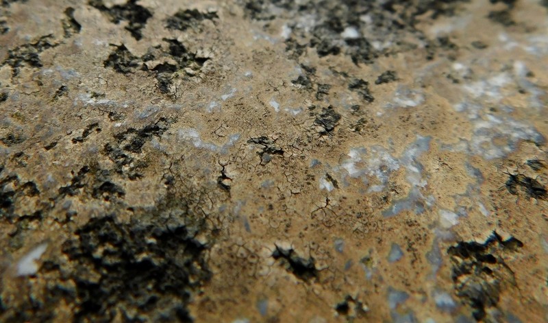 Ionaspis lacustris photo 8