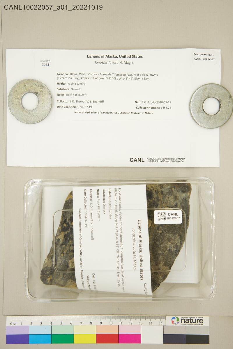 Ionaspis Lichen photo 2