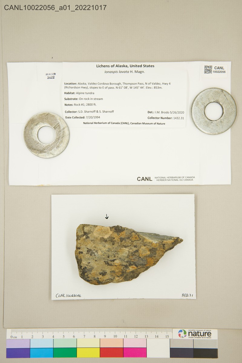Ionaspis Lichen photo 3