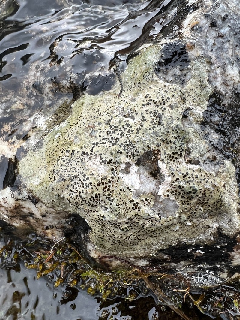Ionaspis Liche photo 4