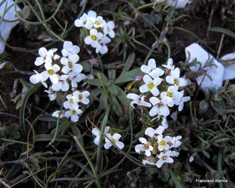 Ionopsidium abulense