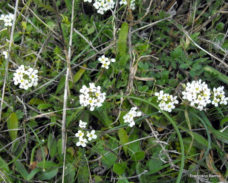 Ionopsidium abulense photo 2