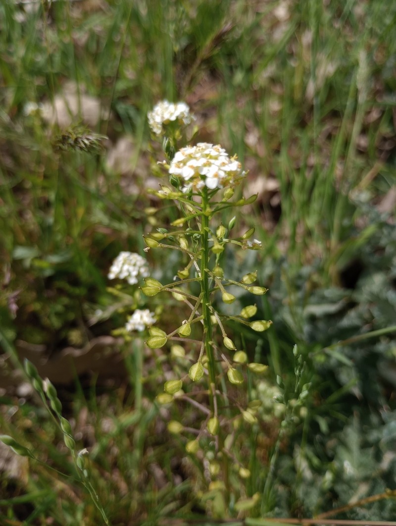 Ionopsidium abulense photo 8