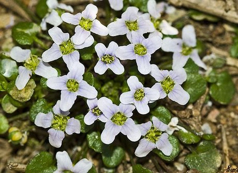 False Diamondflower