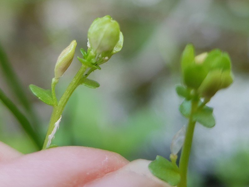 Ionopsidium albiflorum photo 3