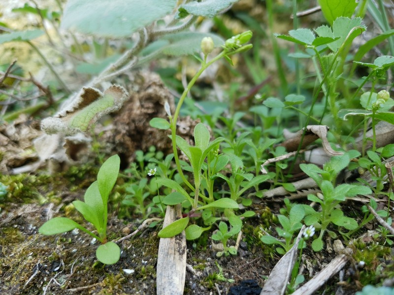 Ionopsidium albiflorum photo 4