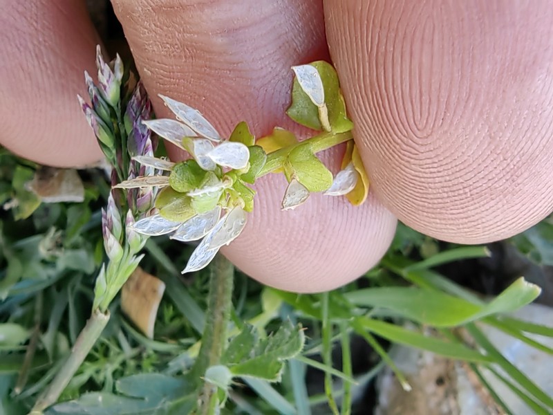Ionopsidium albiflorum photo 6