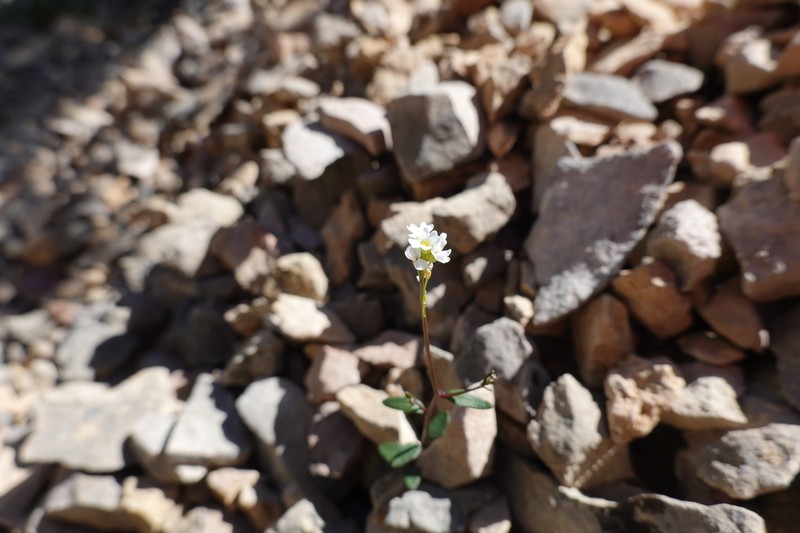 Ionopsidium aragonense