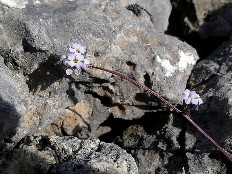 Ionopsidium aragonense photo 3