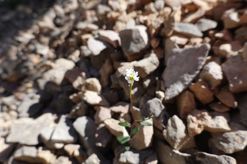 Ionopsidium aragonense photo 4