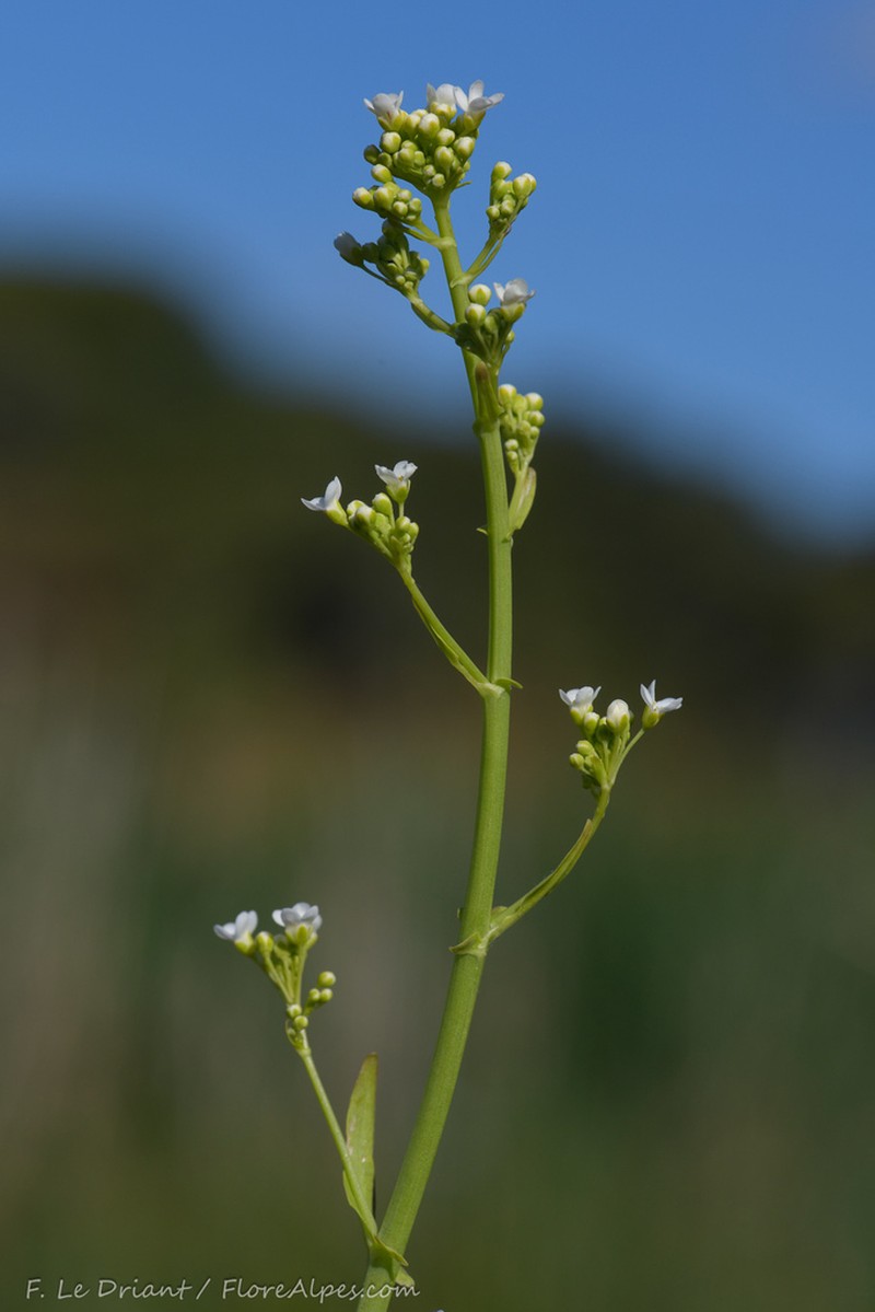 Ionopsidium glastifolium