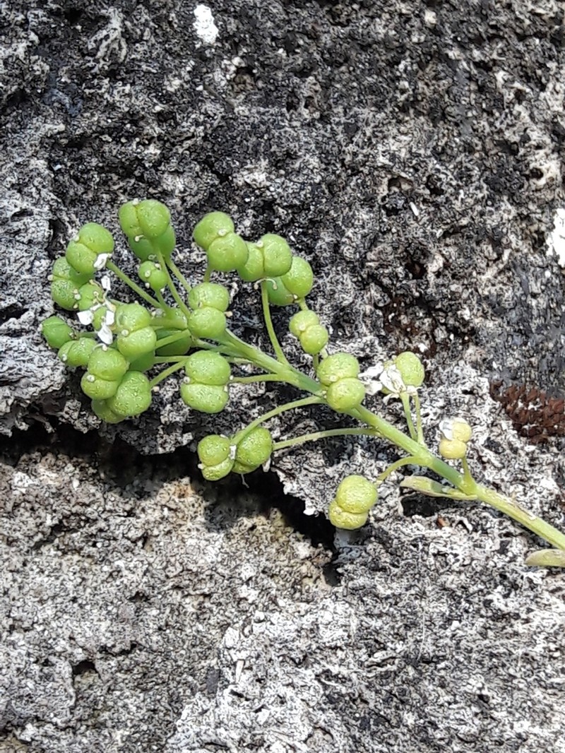 Ionopsidium glastifolium photo 2
