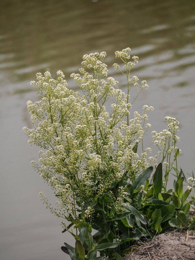 Ionopsidium glastifolium photo 3