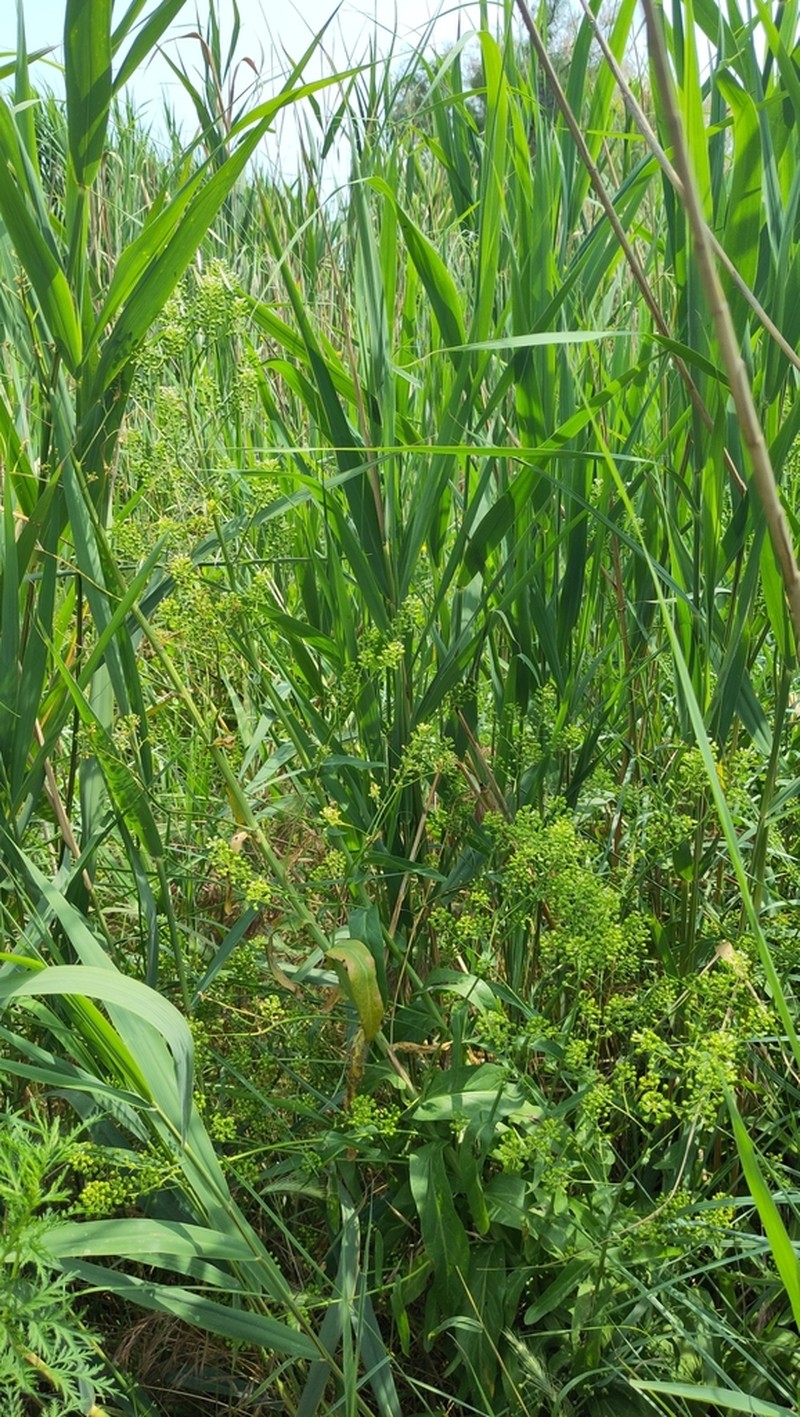 Ionopsidium glastifolium photo 4