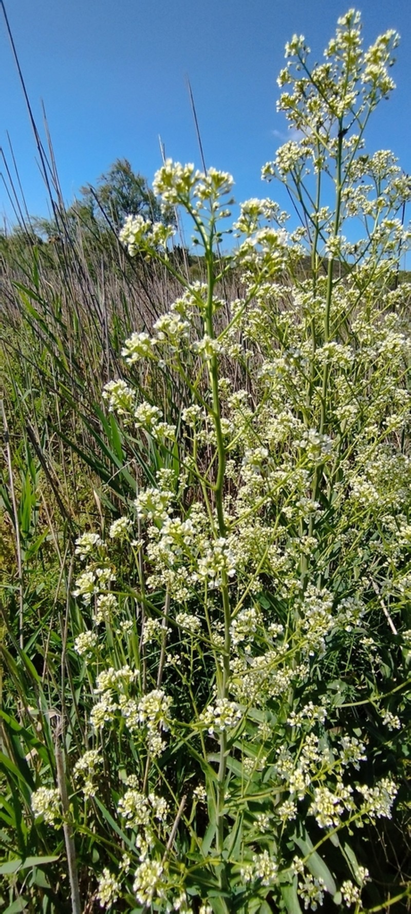 Ionopsidium glastifolium photo 5