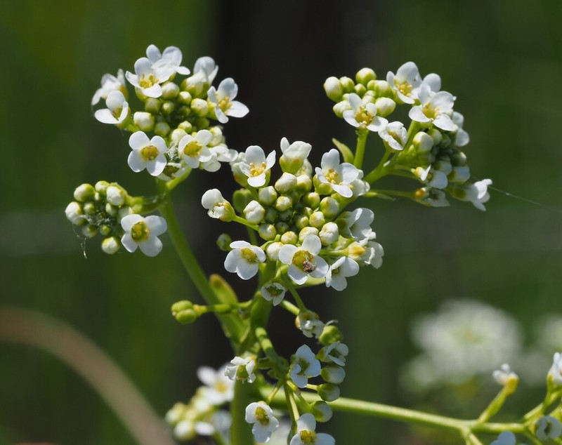Ionopsidium glastifolium photo 6