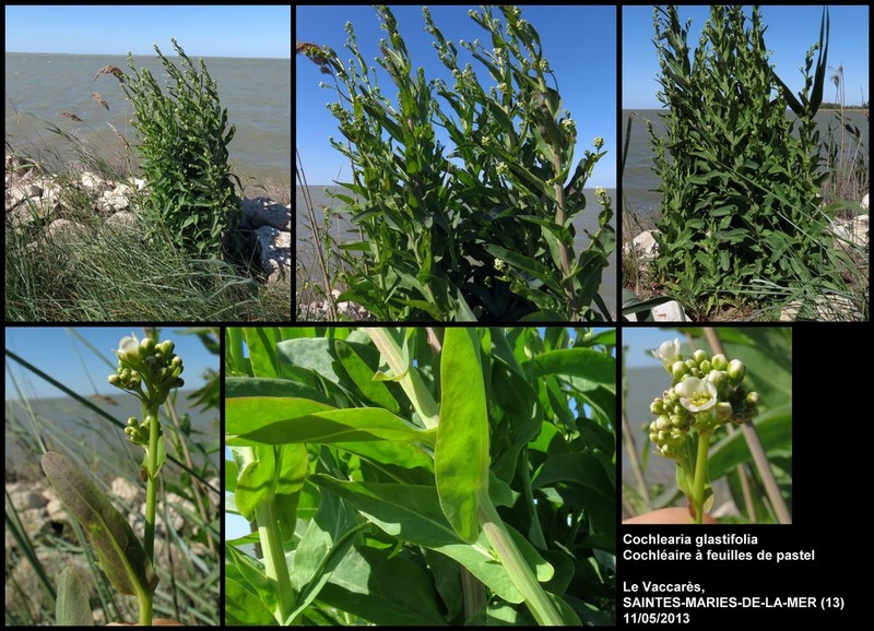 Ionopsidium glastifolium photo 7