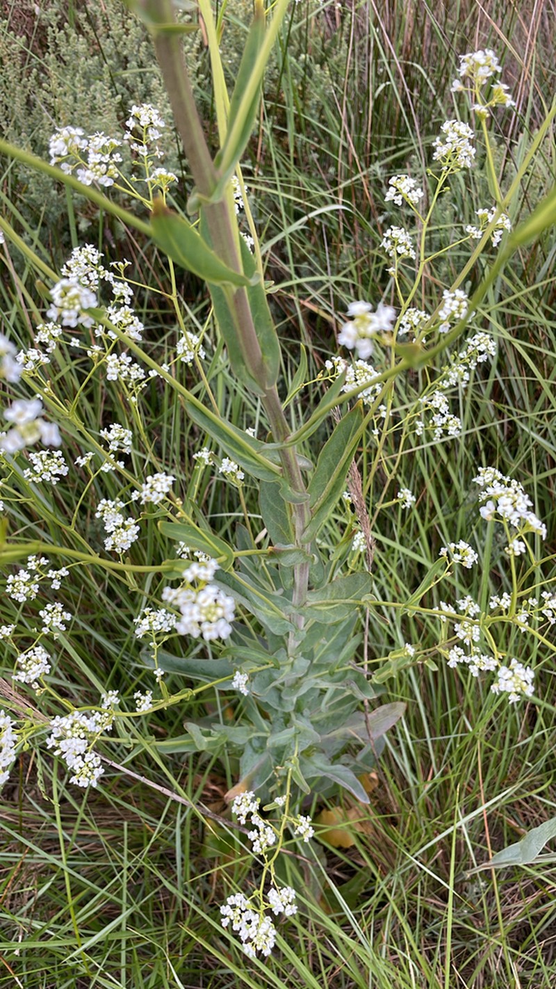 Ionopsidium glastifolium photo 8