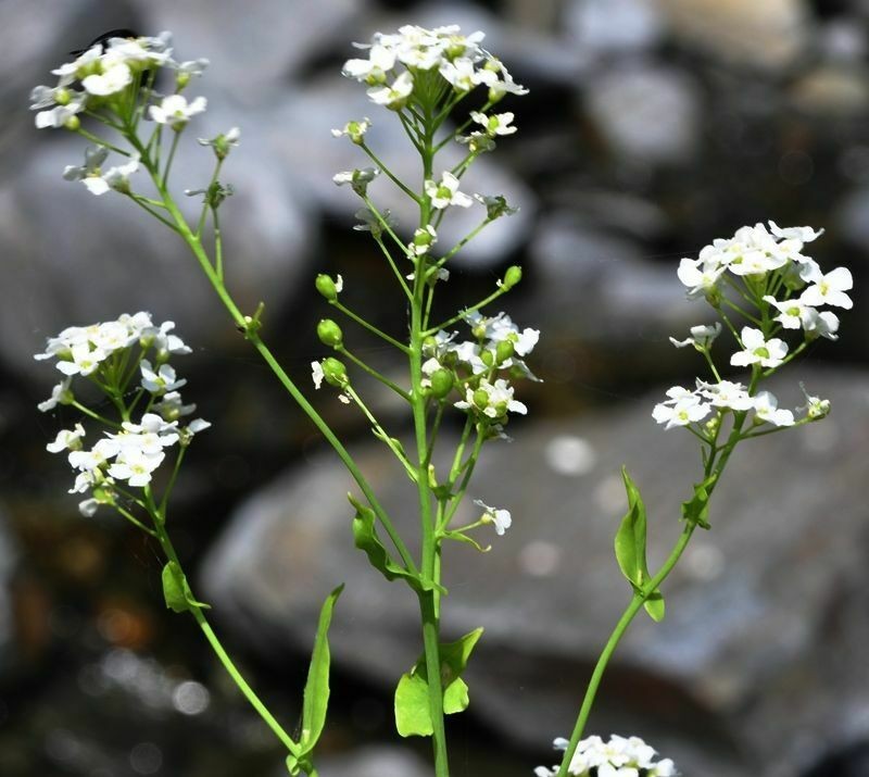 Ionopsidium megalospermum