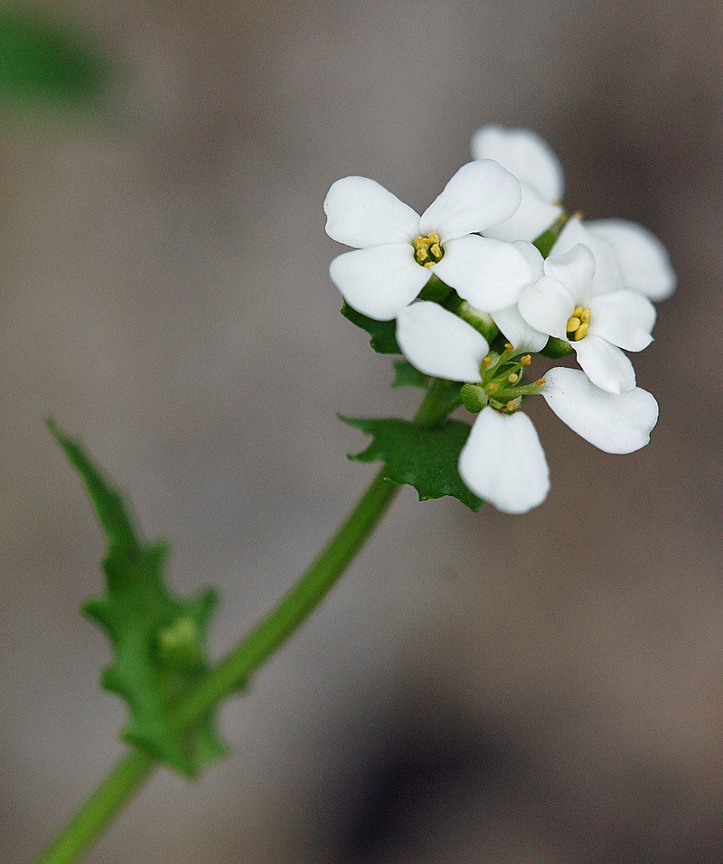 Ionopsidium prolongoi photo 2