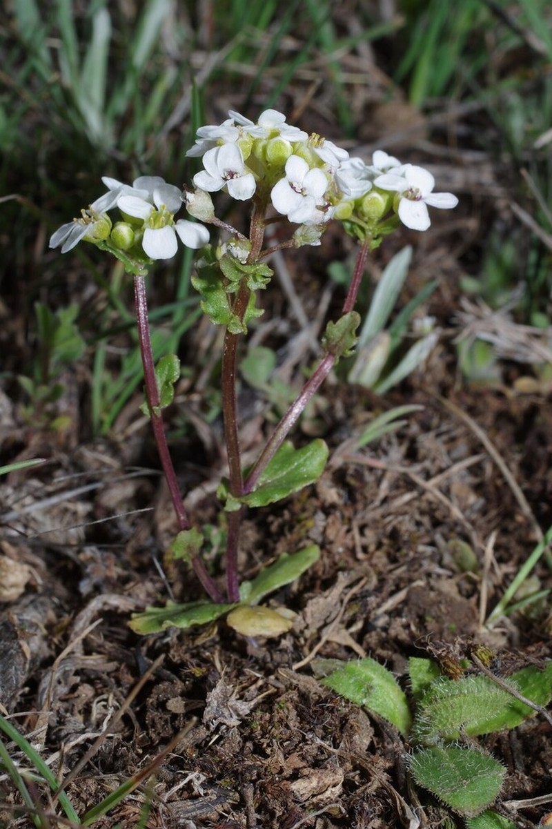 Ionopsidium prolongoi photo 4
