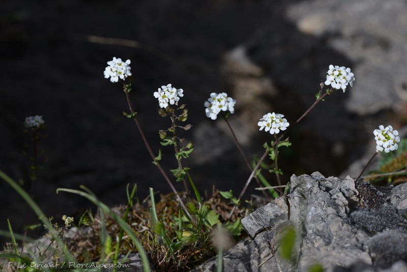 Ionopsidium prolongoi photo 5