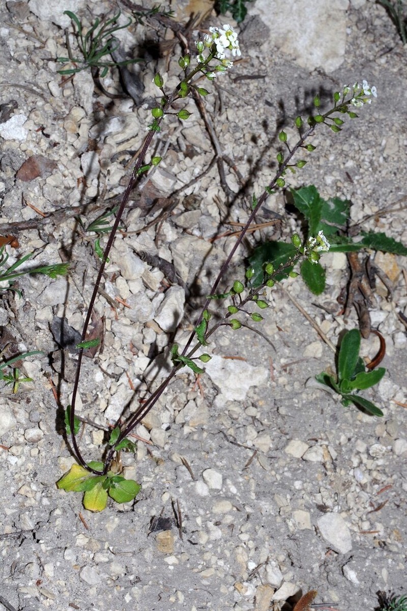 Ionopsidium prolongoi photo 6