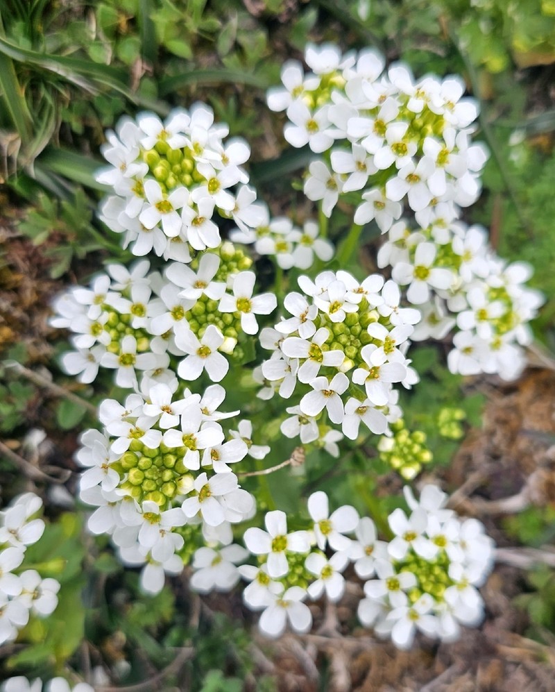 Ionopsidium savianum