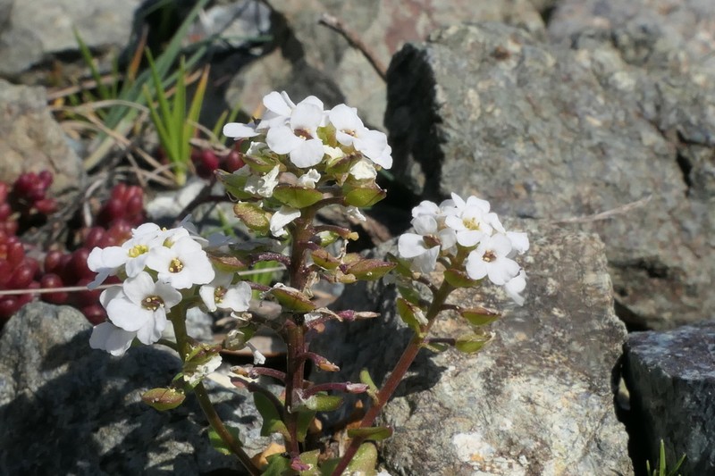 Ionopsidium savianum photo 5