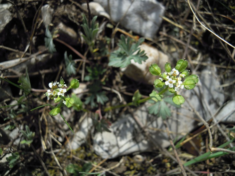 Ionopsidium savianum photo 8