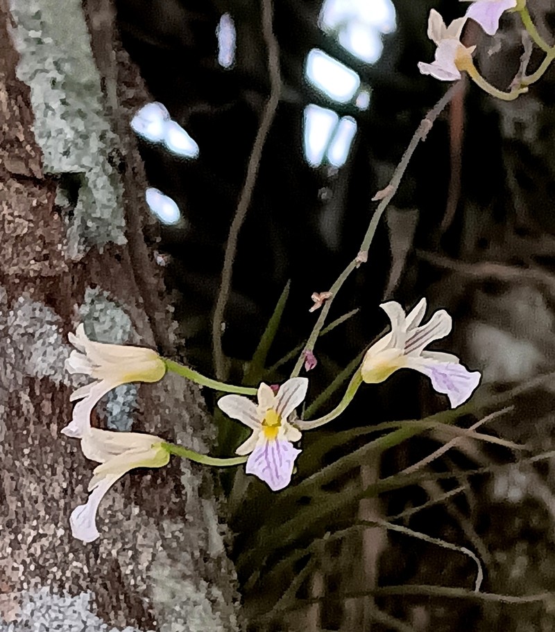 Fleshyleaf Violet Orchid