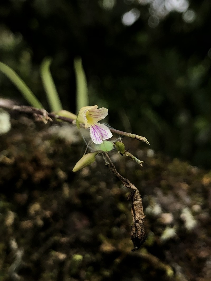 Fleshyleaf Violet Orchid photo 2