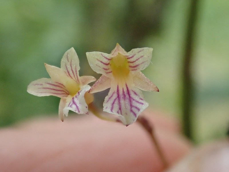 Fleshyleaf Violet Orchid photo 3