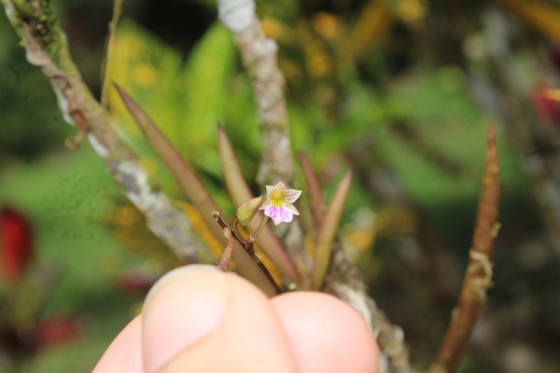 Fleshyleaf Violet Orchid photo 4