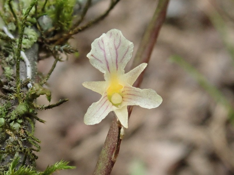 Fleshyleaf Violet Orchid photo 5