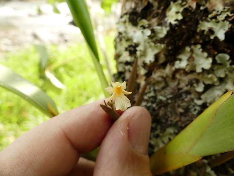 Fleshyleaf Violet Orchid photo 6
