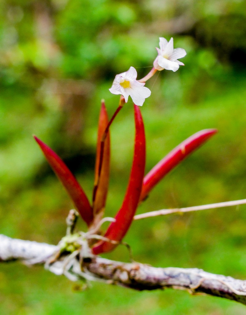 Fleshyleaf Violet Orchid photo 7