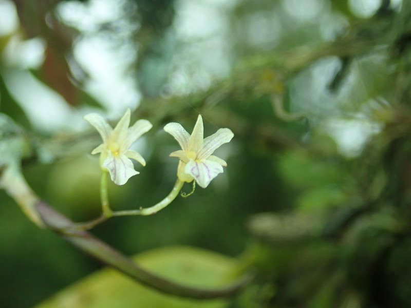Fleshyleaf Violet Orchid photo 8