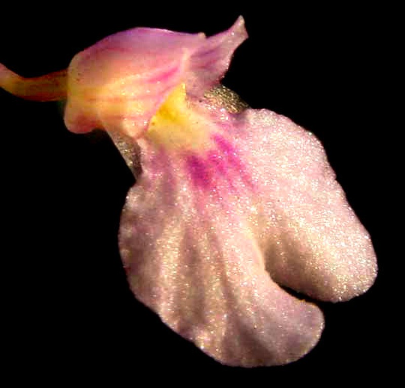 Delicate Violet Orchid photo 2