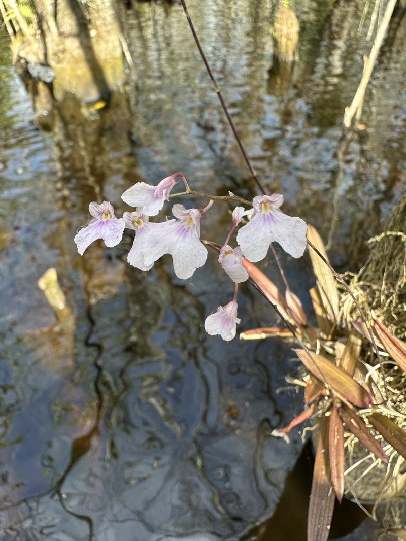 Delicate Violet Orchid photo 3