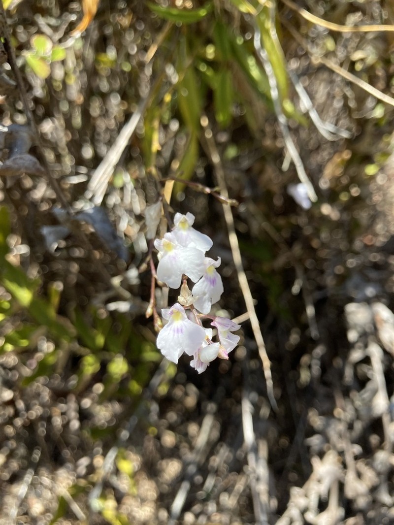 Delicate Violet Orchid photo 5