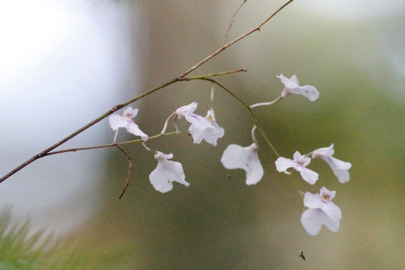 Delicate Violet Orchid photo 6