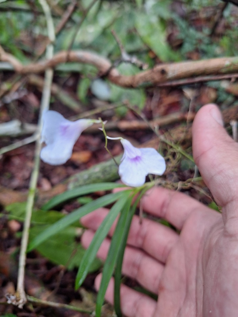 Delicate Violet Orchid photo 7