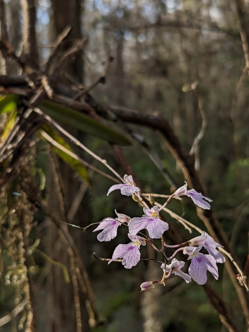 Delicate Violet Orchid photo 8