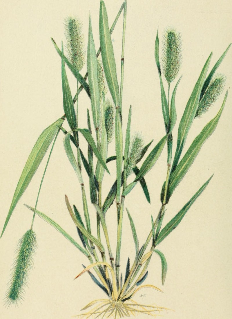 Mexican Grass photo 2