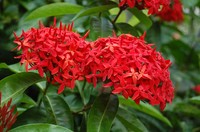 Everblooming Ixora