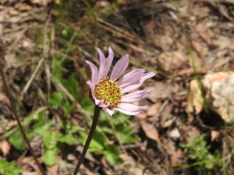 Iostephane heterophylla photo 4