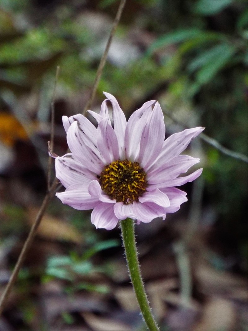 Iostephane heterophylla photo 5